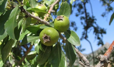 Gergeranian梨