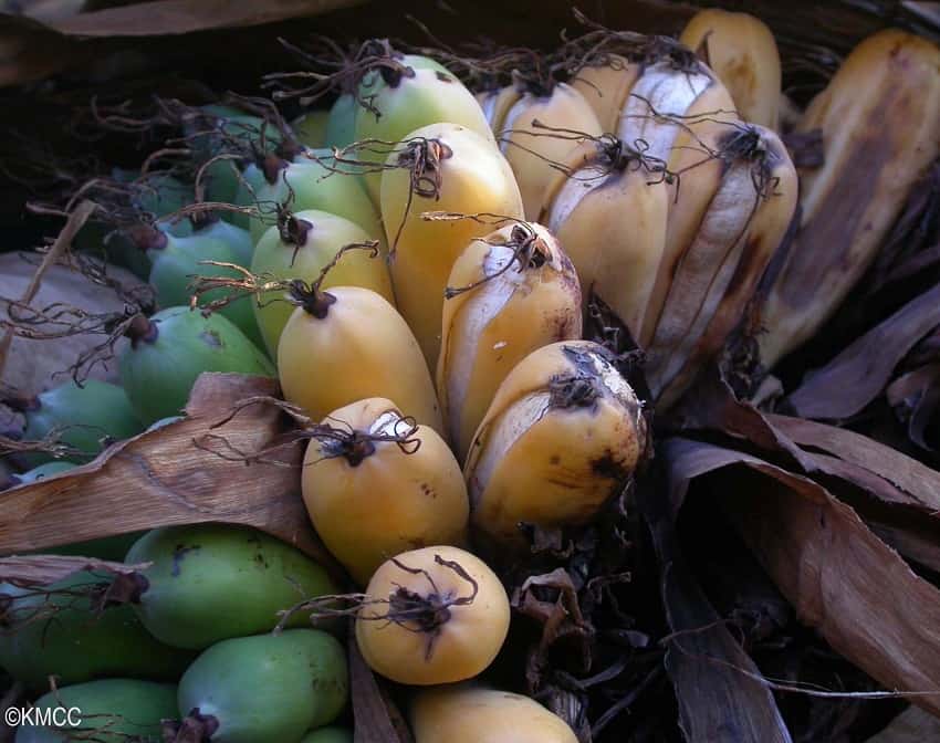 马达加斯加香蕉