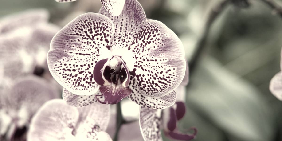 欧宝平台注册rarest-orchids