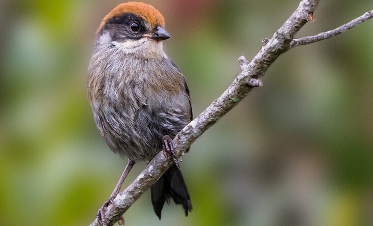 安蒂奥基亚省Brushfinch