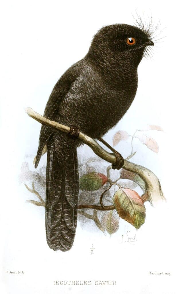 新喀里多尼亚猫头鹰夜鹰