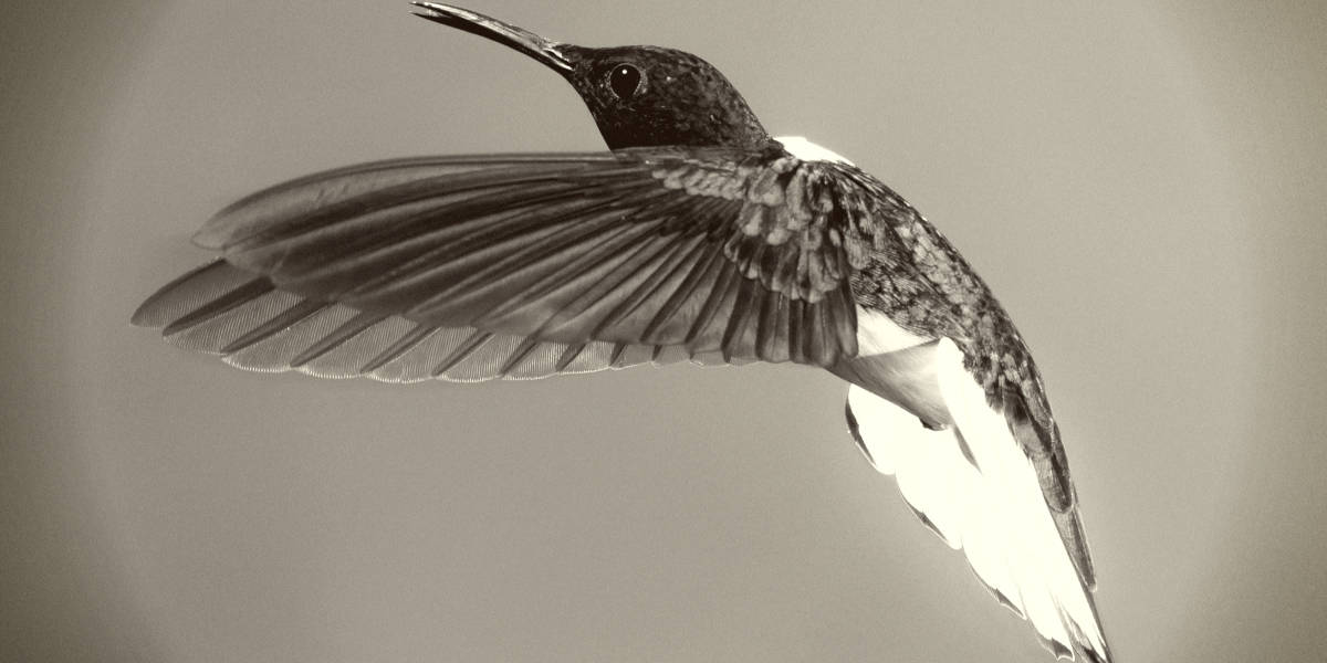 欧宝平台注册世界上最稀有的鸟类