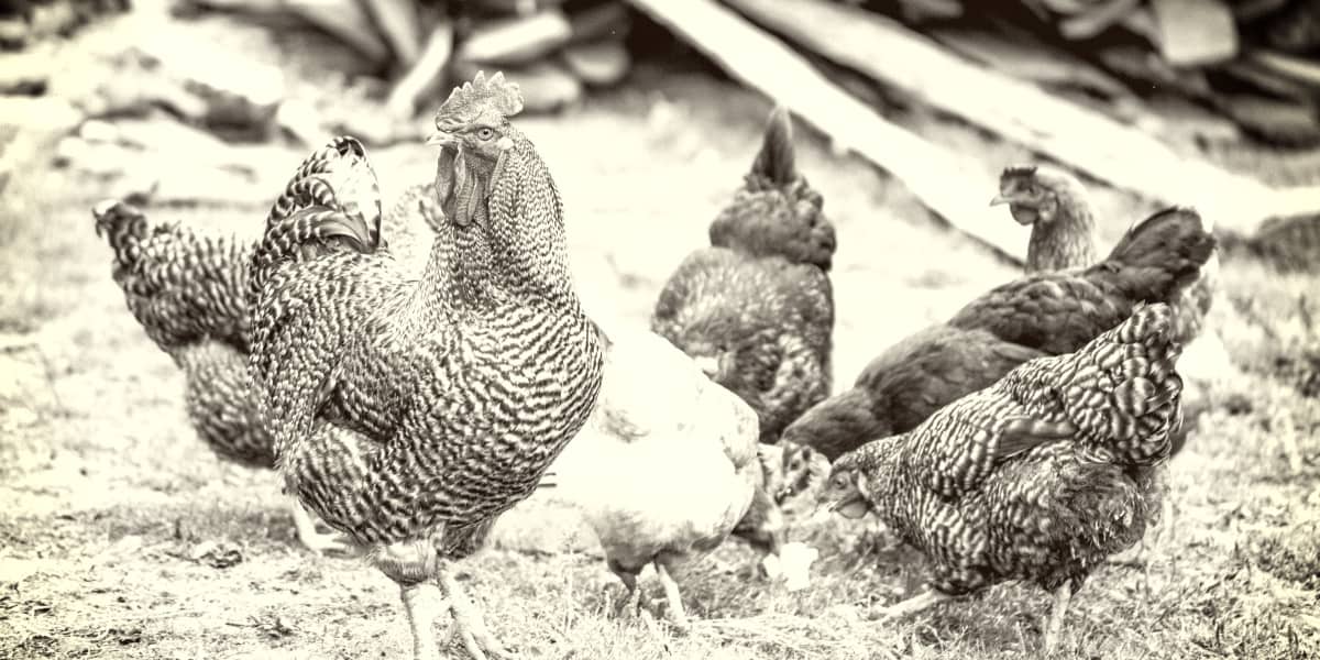 欧宝平台注册世界上最稀有的鸡品种