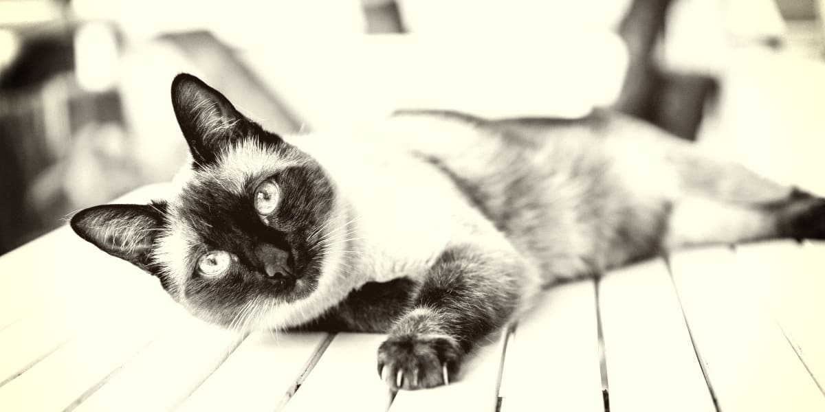 欧宝平台注册稀有的暹罗猫