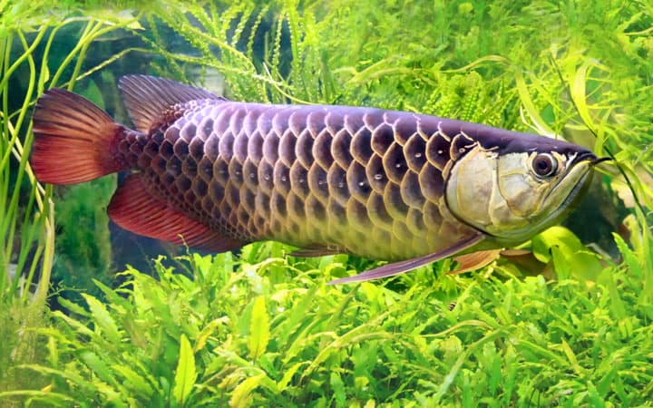 The Asian Arowana