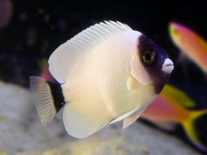 The Masked Angelfish