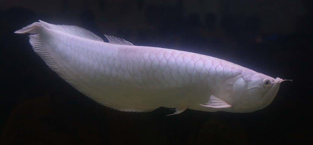 The Platinum Arowana