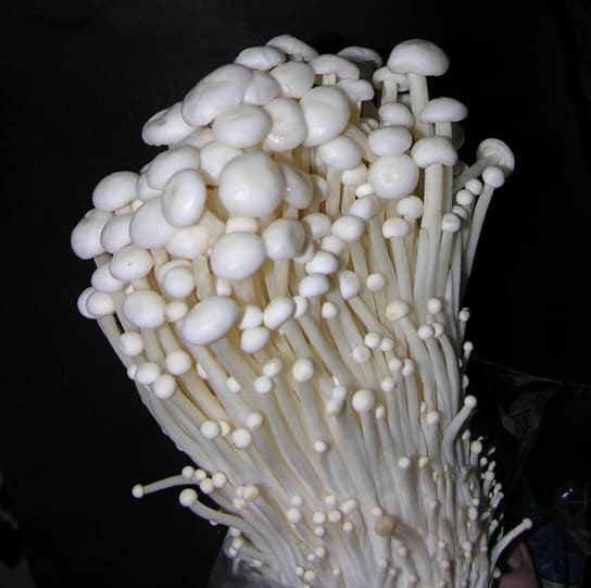 朴蘑蘑菇