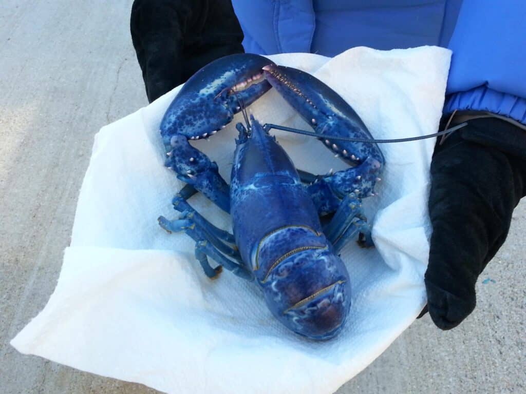 蓝色的龙虾