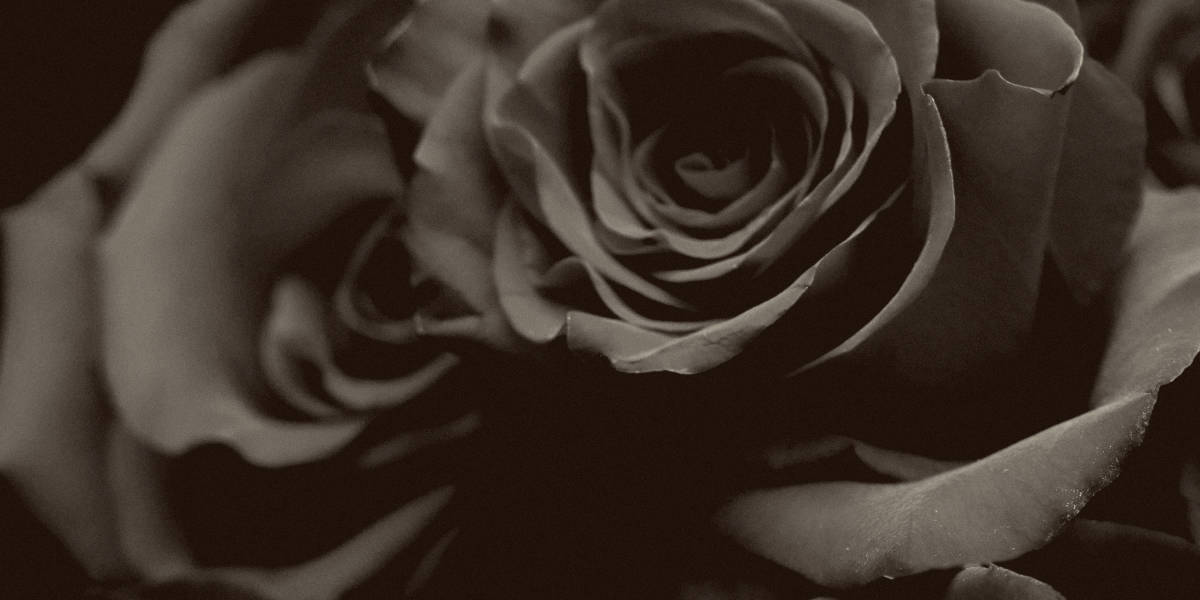 欧宝平台注册世界上最稀有的玫瑰
