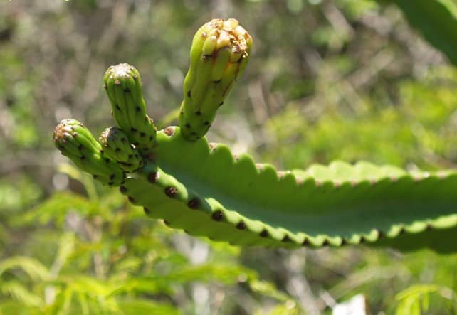 Leptocereus grantianus