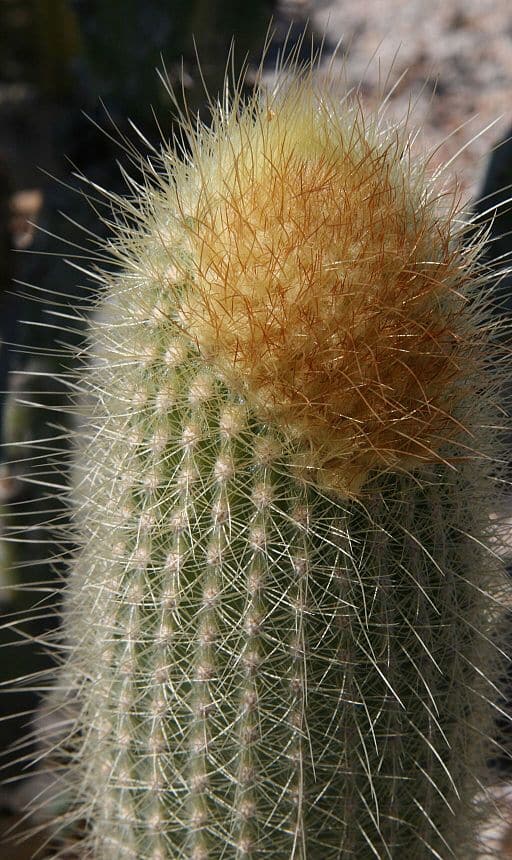 Micranthocereus streckeri