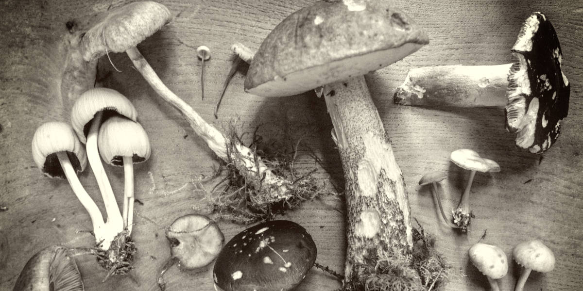 欧宝平台注册稀有的蘑菇