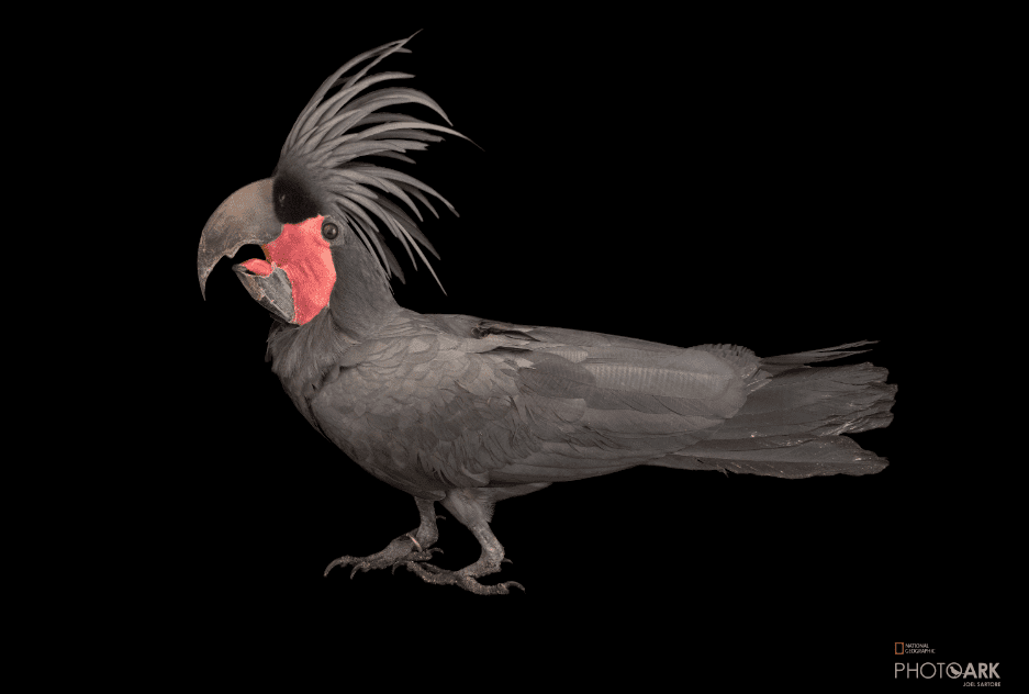 黑棕榈凤头鹦鹉