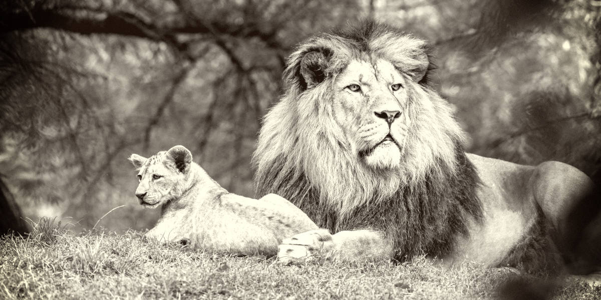 欧宝平台注册世界上最稀有的狮子