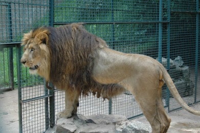 埃塞俄比亚的狮子