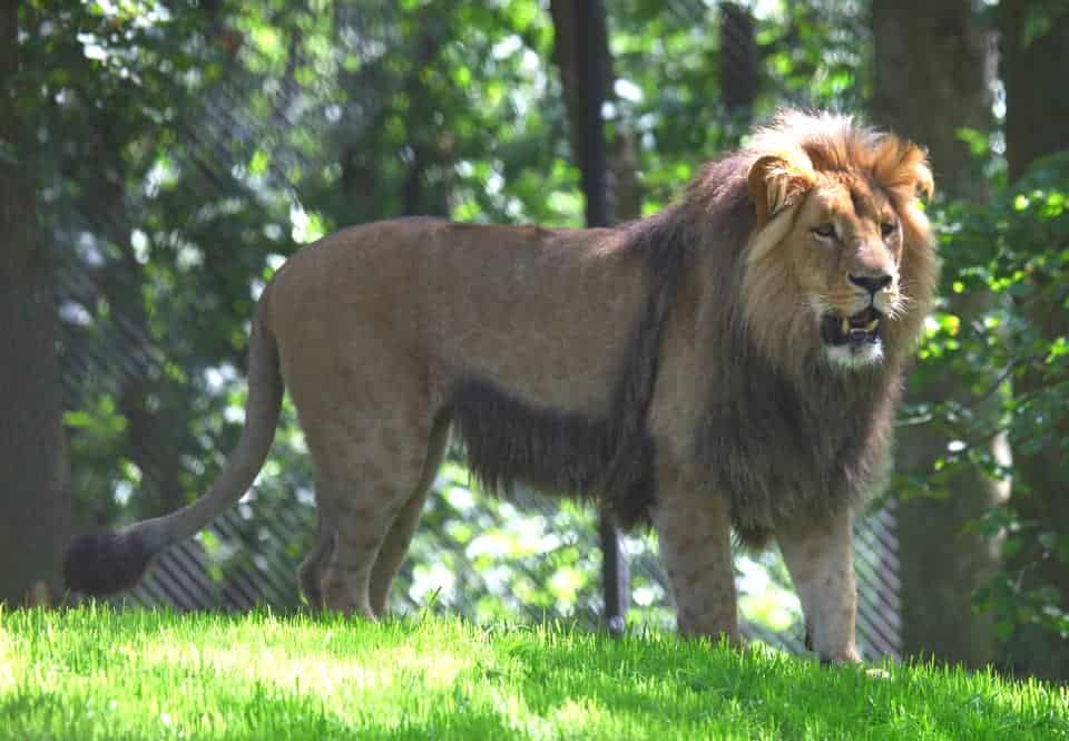 加丹加省的狮子