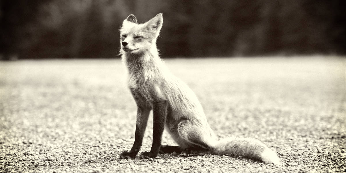 欧宝平台注册世界上最稀有的狐狸
