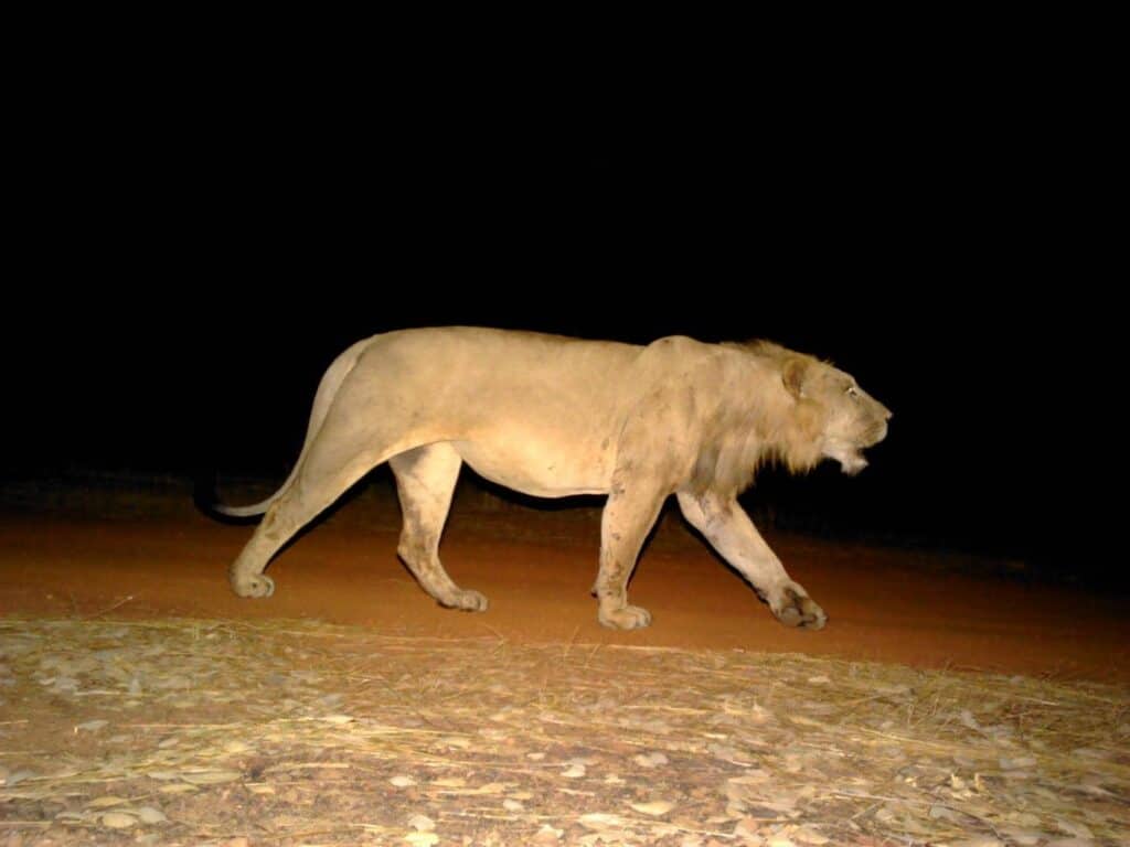 塞内加尔的狮子