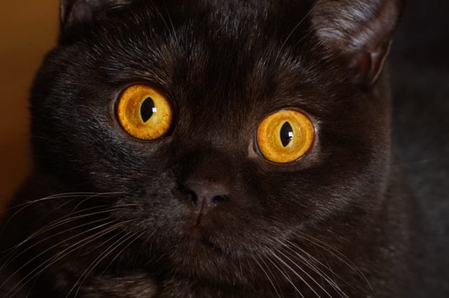 Amber-Eyed猫
