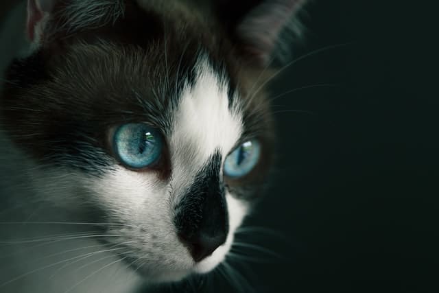 蓝眼睛的猫