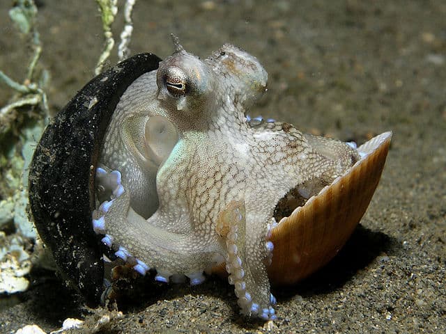椰子章鱼