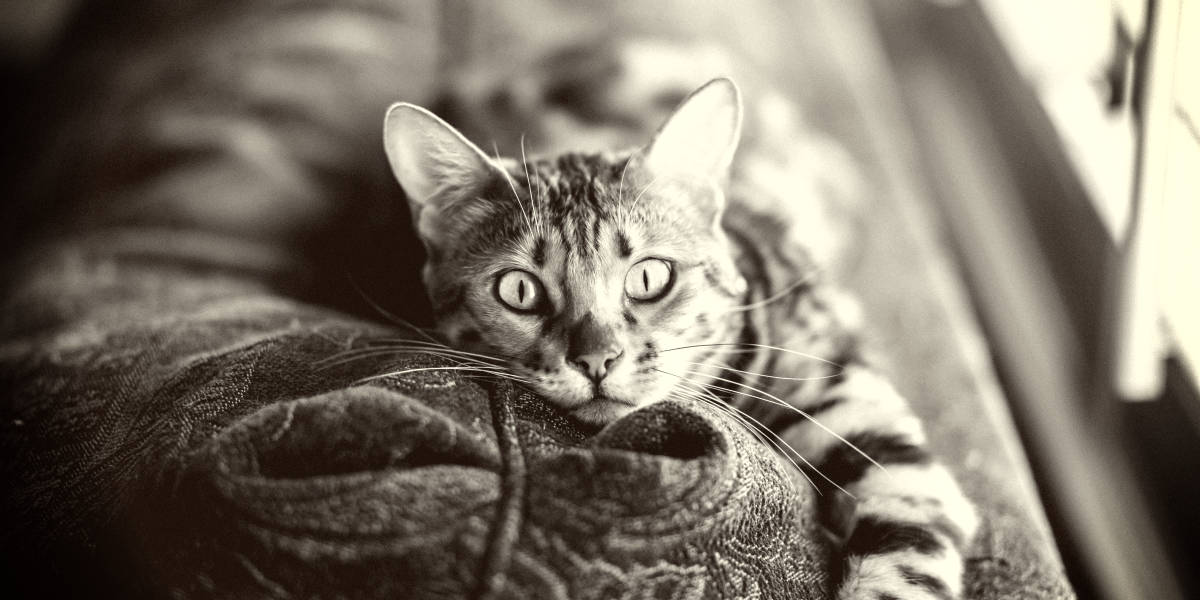 欧宝平台注册最稀有的猫眼颜色