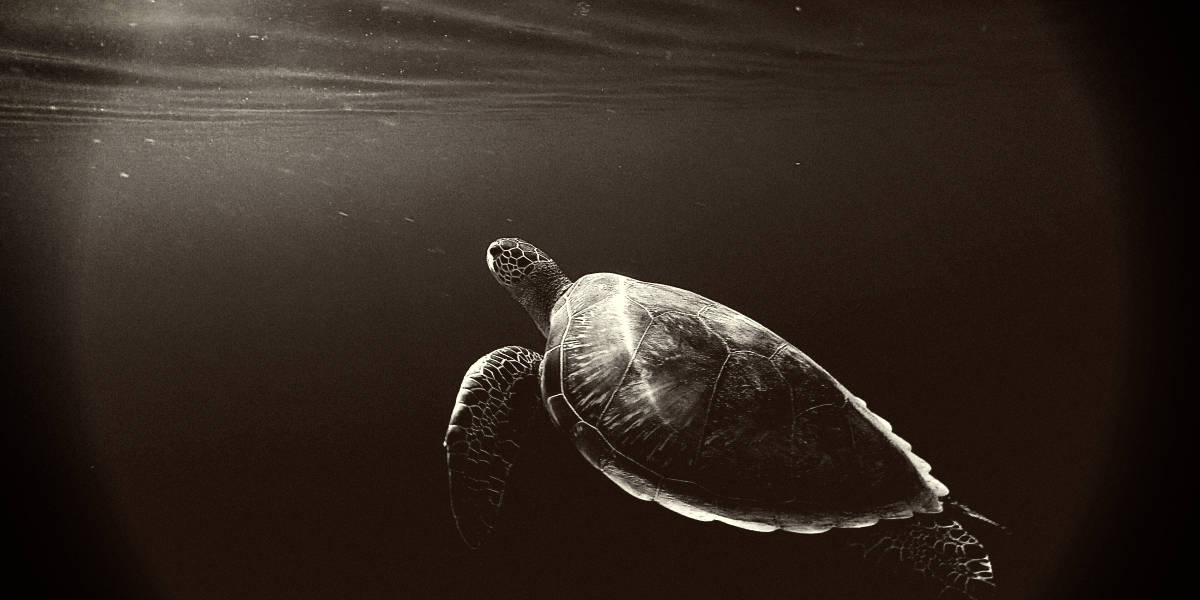 欧宝平台注册世界上最稀有的海龟