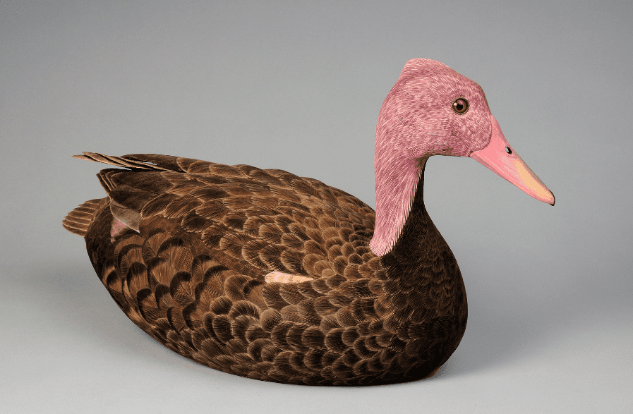 Pink-headed鸭
