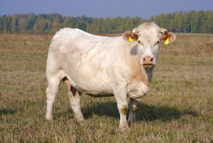 Charolais牛