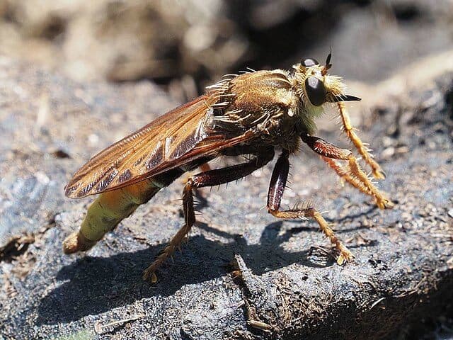 大黄蜂Robberfly