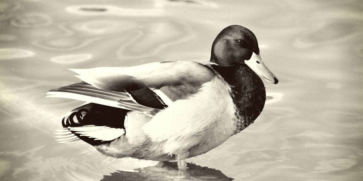 欧宝平台注册世界上最稀有的鸭子