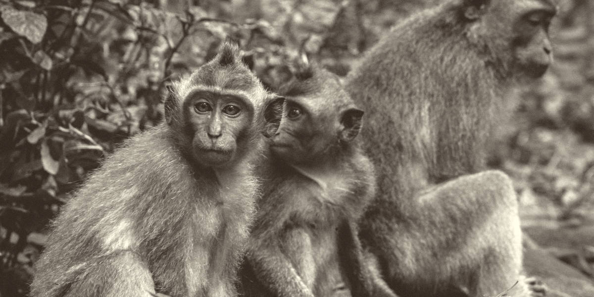 欧宝平台注册世界上最稀有的猴子