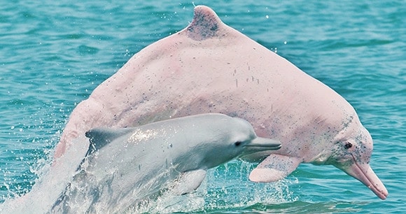 台湾海峡东部座头海豚
