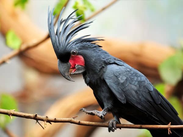 黑色的棕榈凤头鹦鹉
