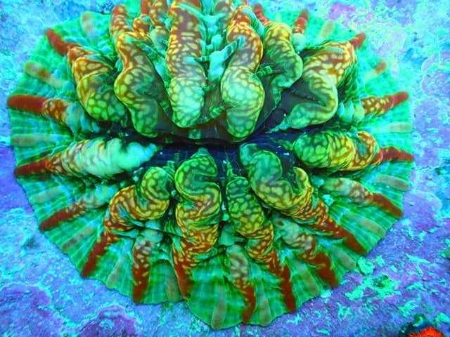 Indophyllia珊瑚